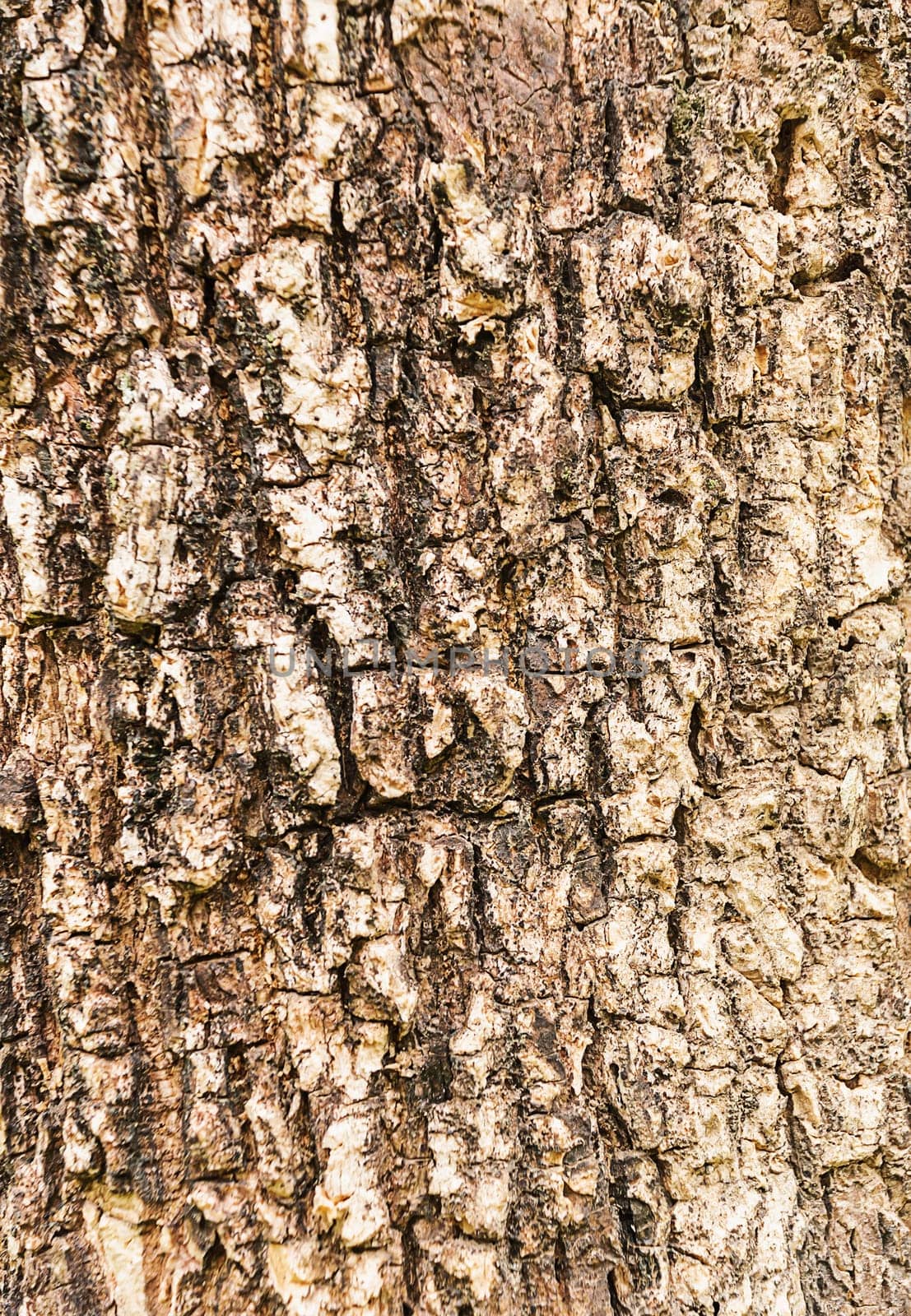Texture of a wood from tree for background