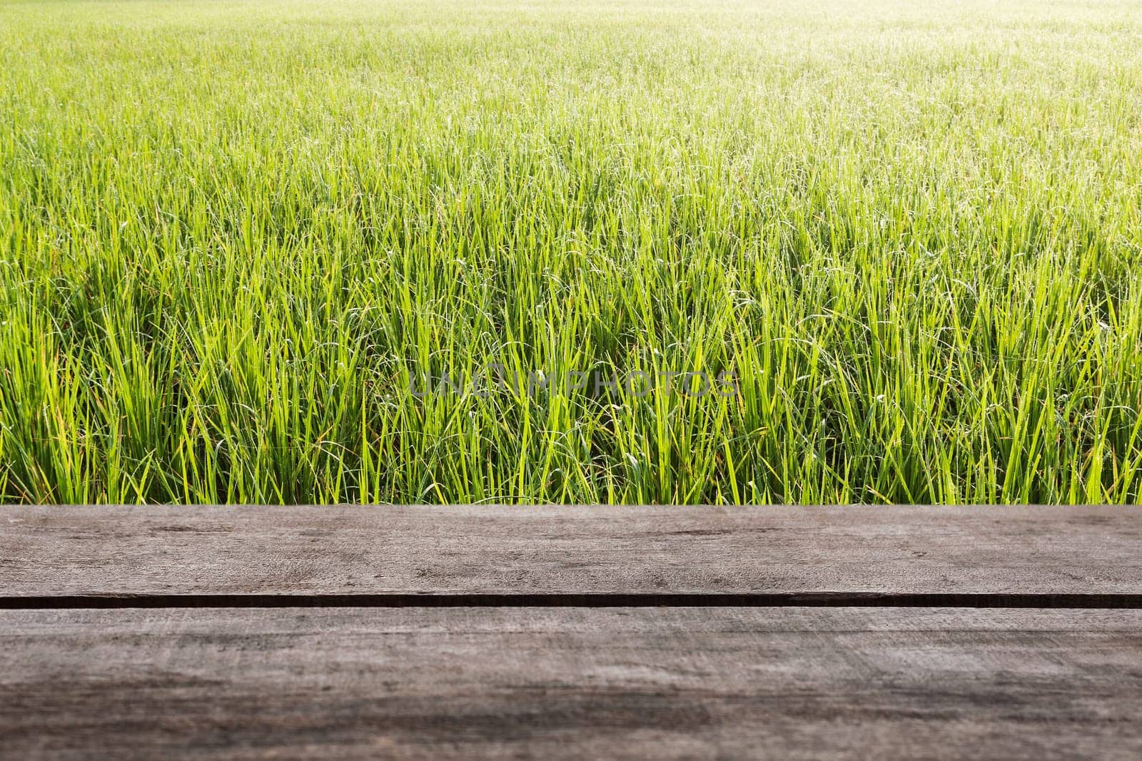Pattern of green grass and wood floor with color of morninglight