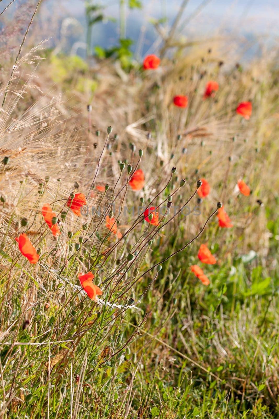 Gossip poppy on the edge of a barley field