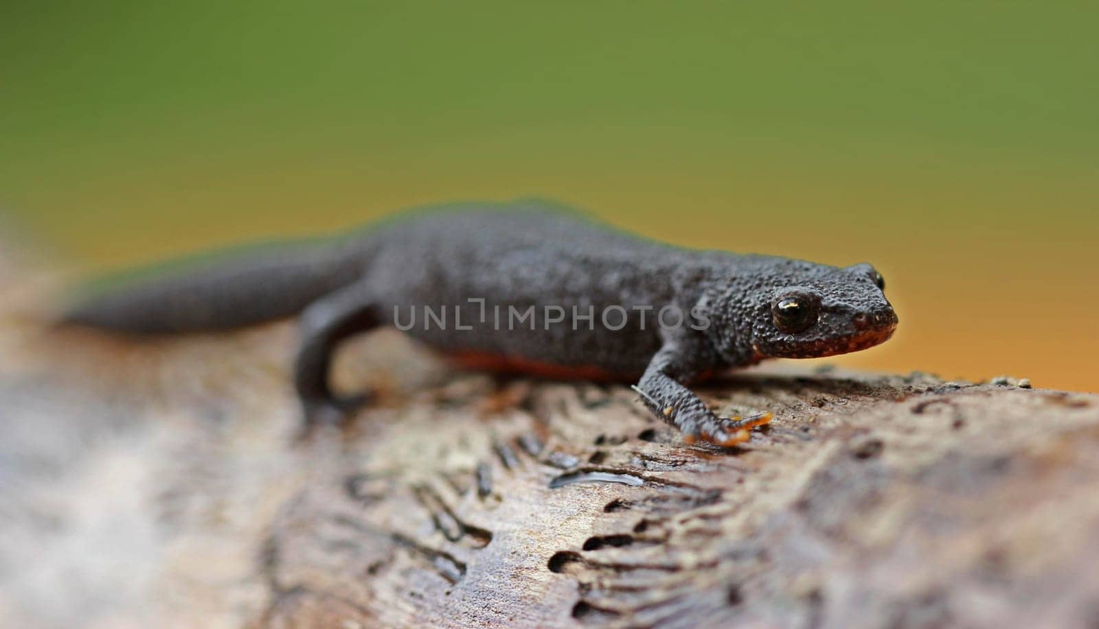 Female mountain newt (Ichthyosaura alpestris) in country costume
