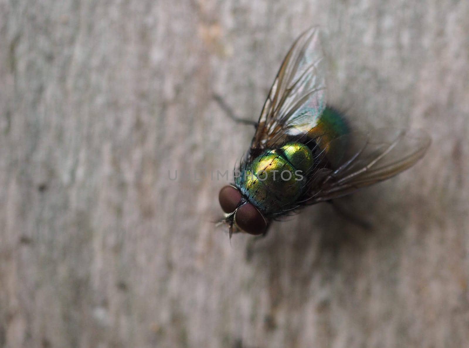 Gold fly