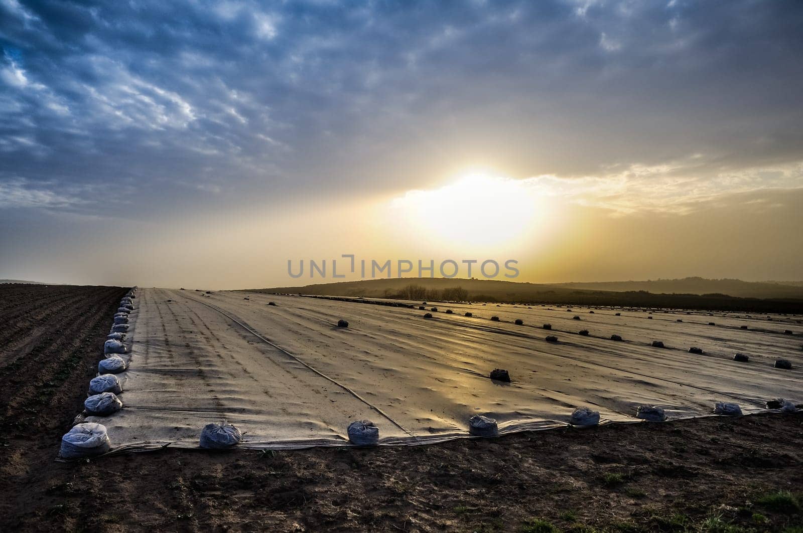 Field with foil in dramatic backlight