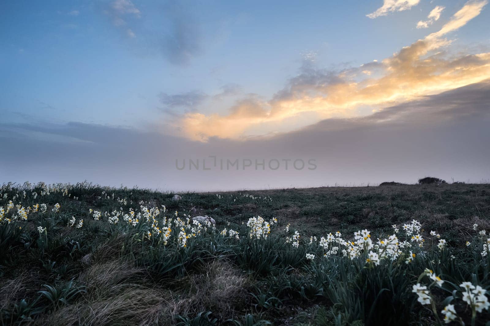 Daffodils on the coast at sunset