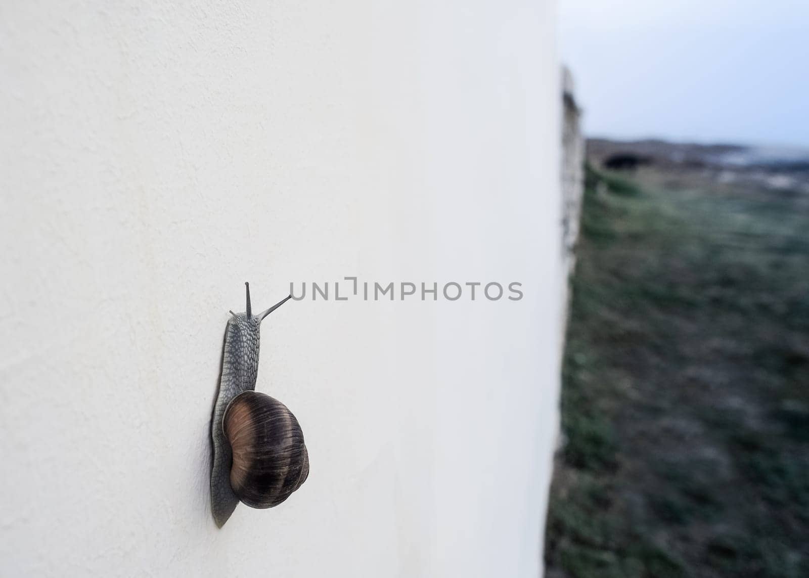 Vineyard snail climbs up a wall