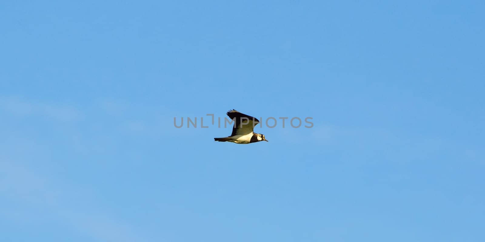 Kiebitz in flight in front of blue sky