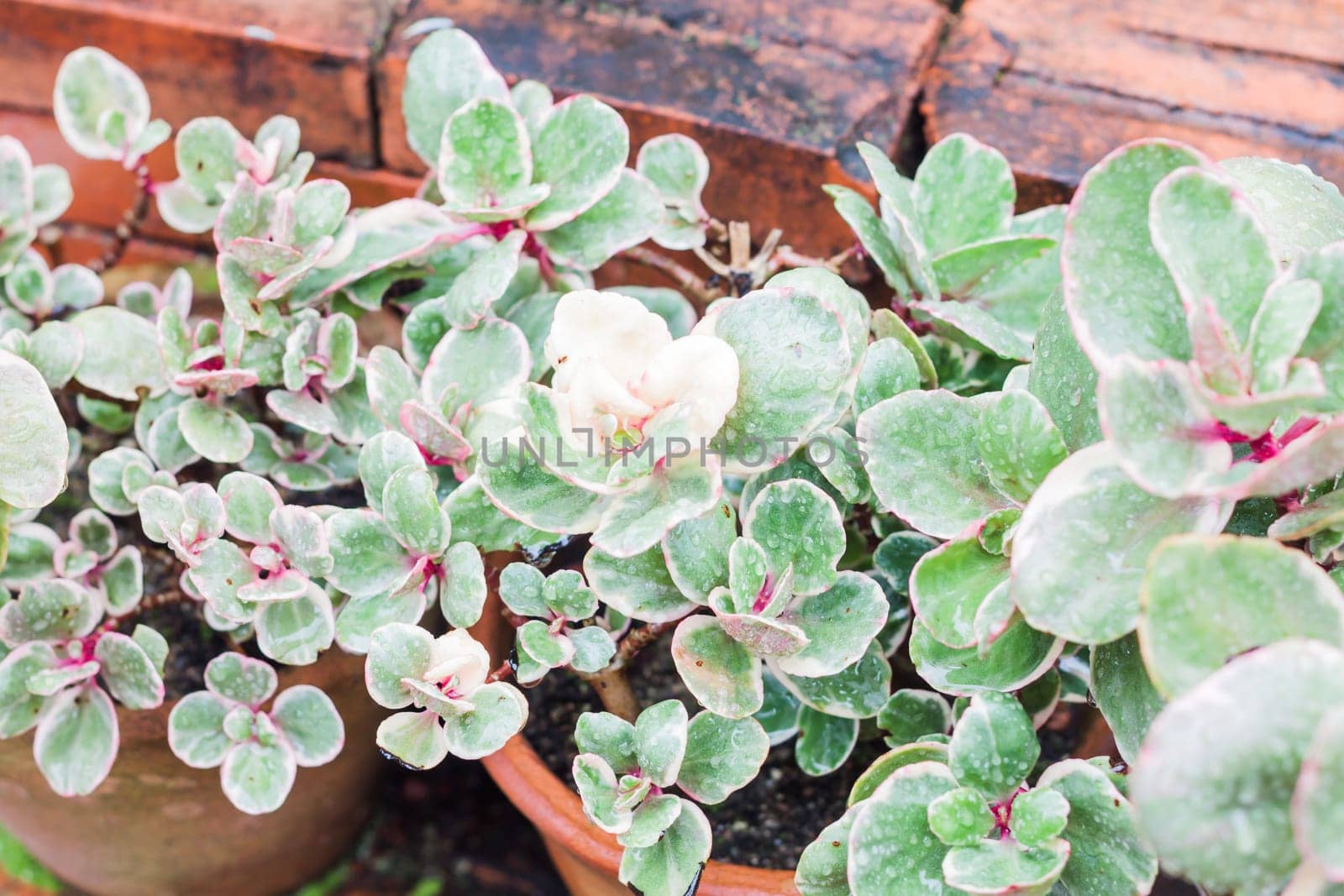 Green leaves with red brick background, stock photo