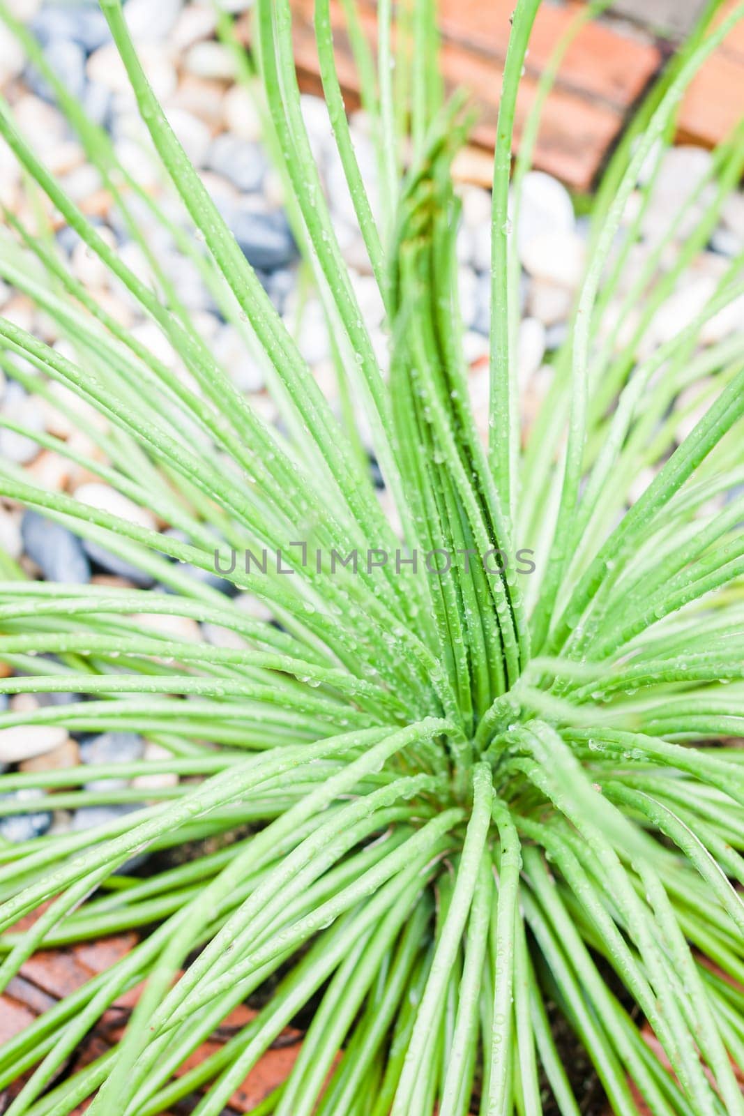 Green leaves with brick background, stock photo
