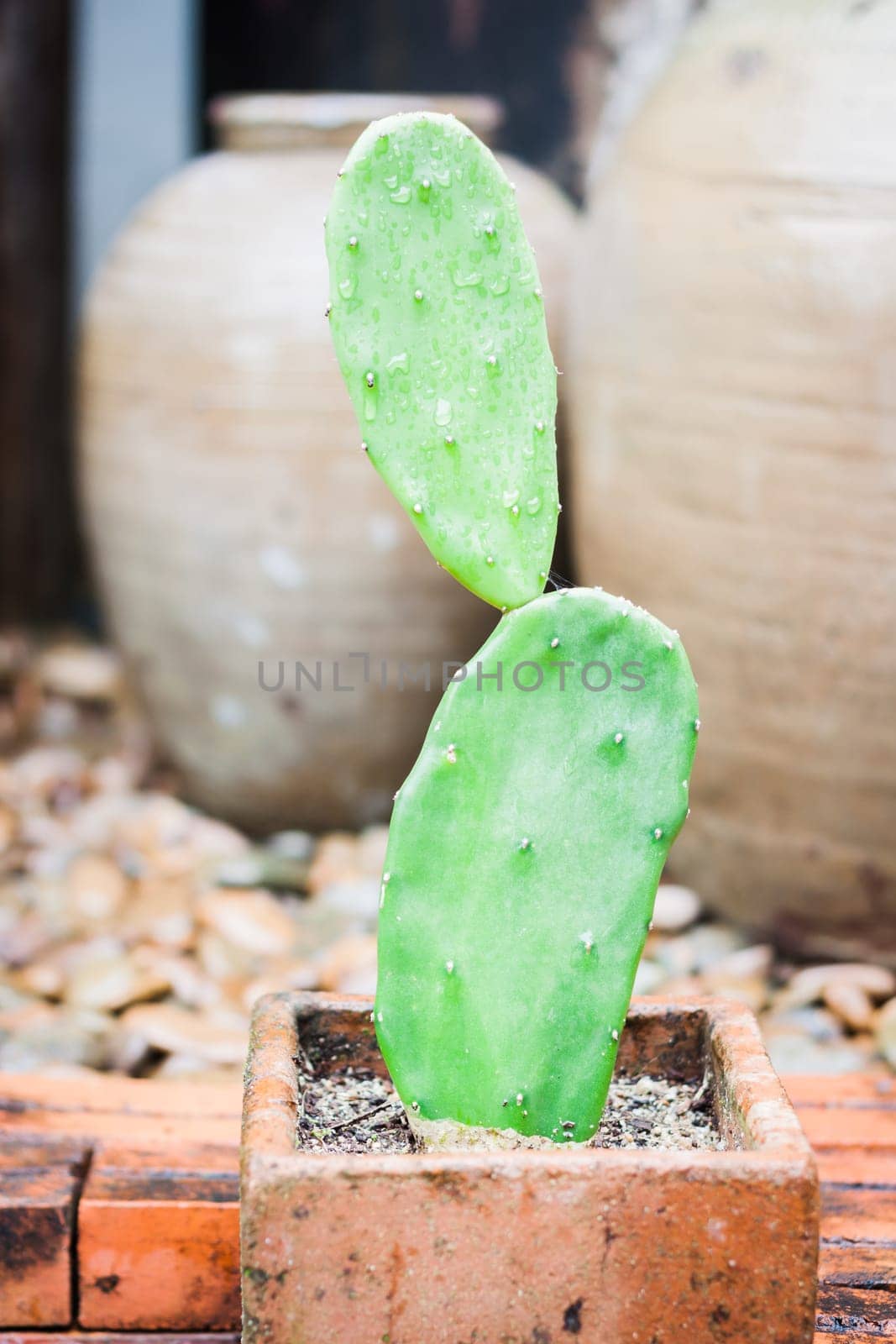 Green leaves with red brick background, stock photo