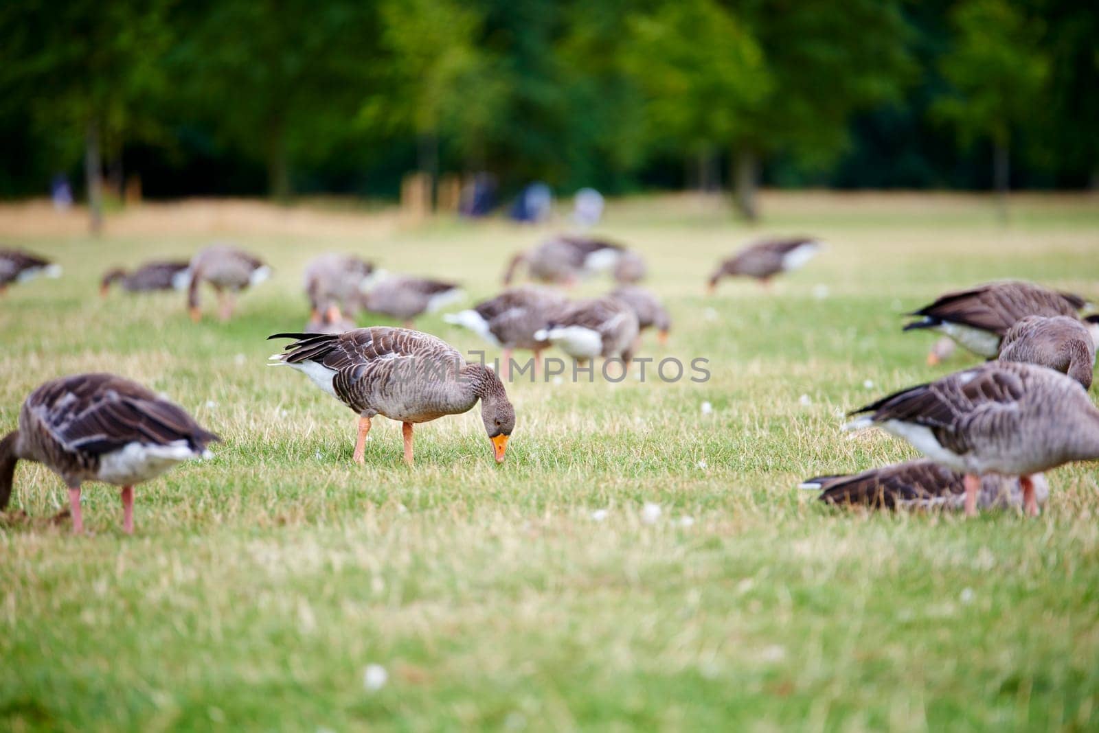Group of greylag geese (Anser anser) foraging in the grass in park.