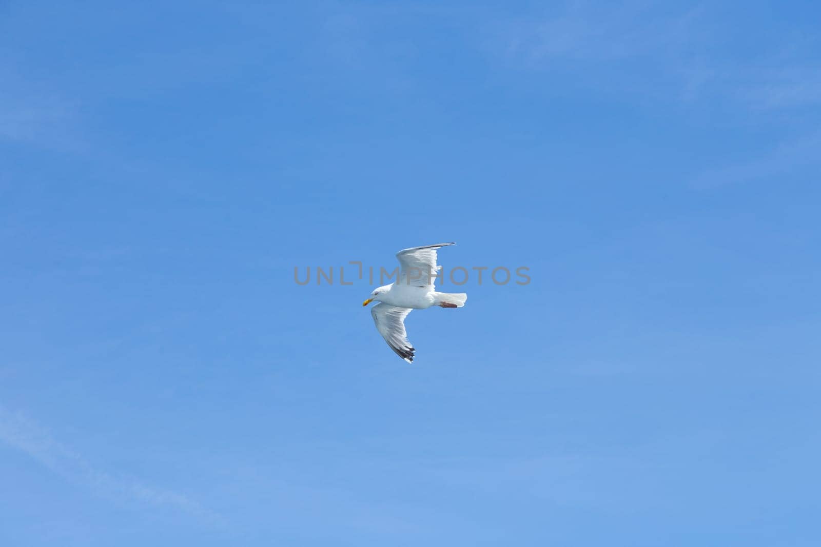 Seagull in the air in front of blue sky