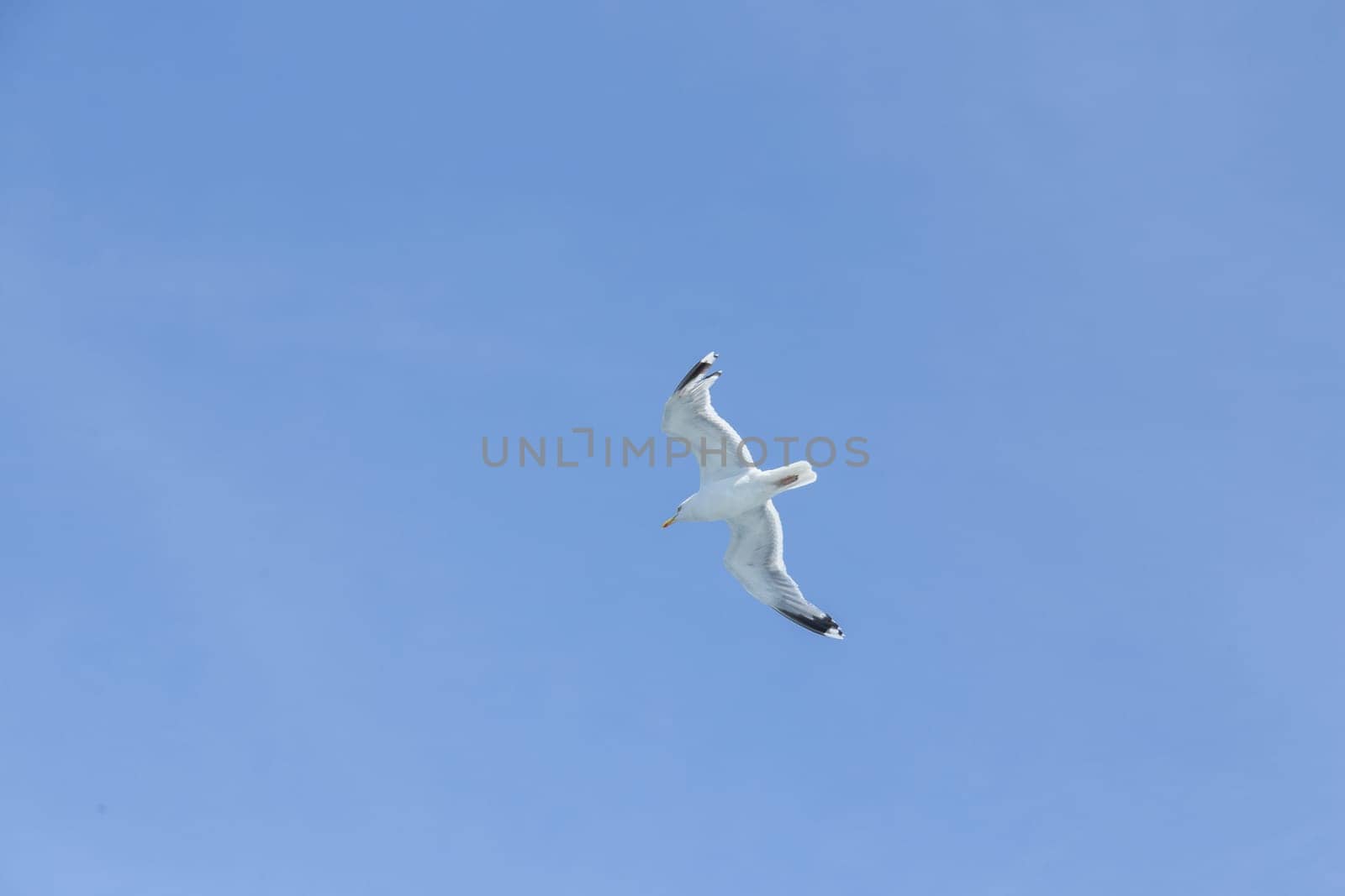 Seagull in the air in front of blue sky