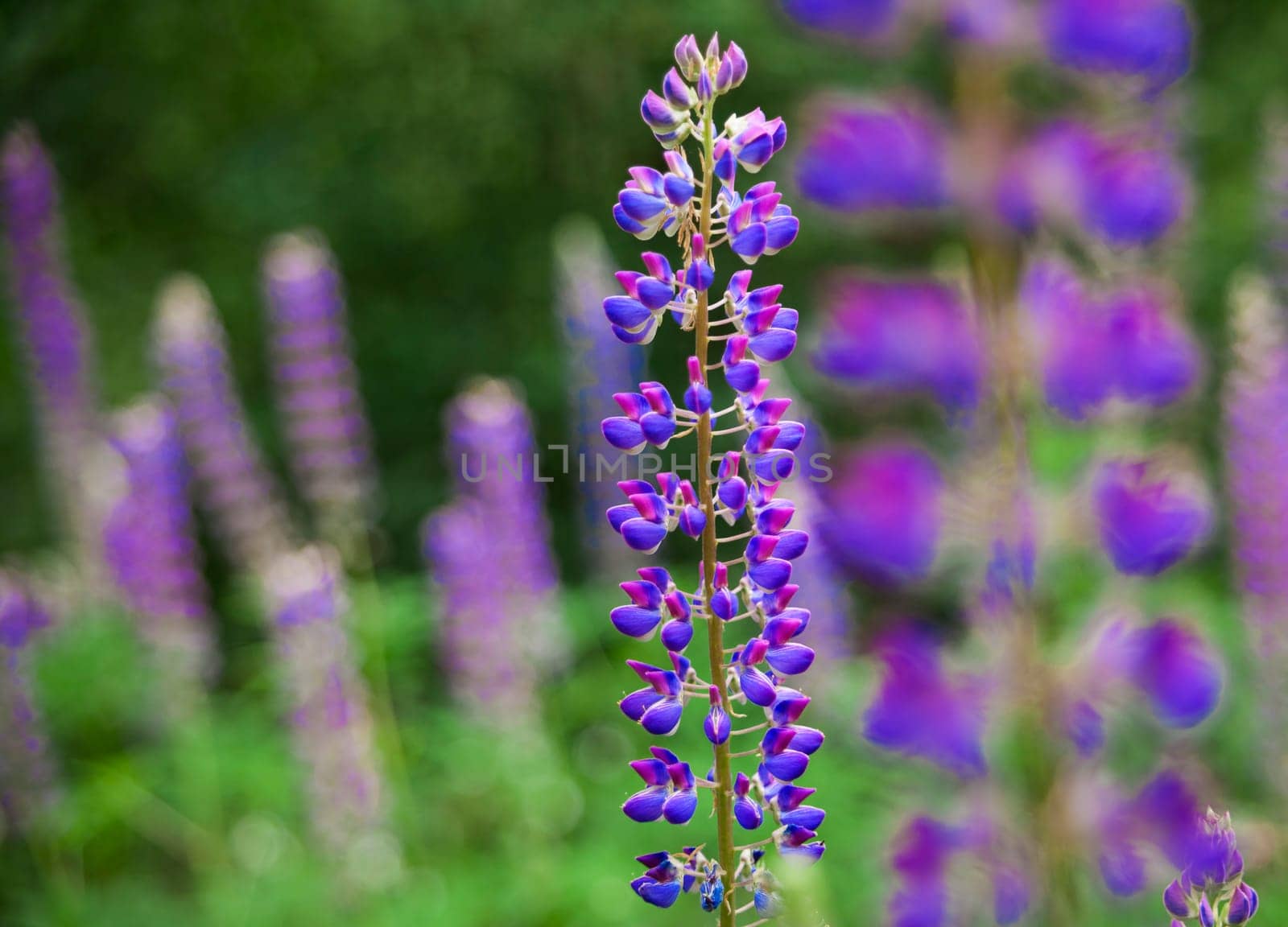 Field of Lupinus (lupin, lupine) near forest in sunny summer day