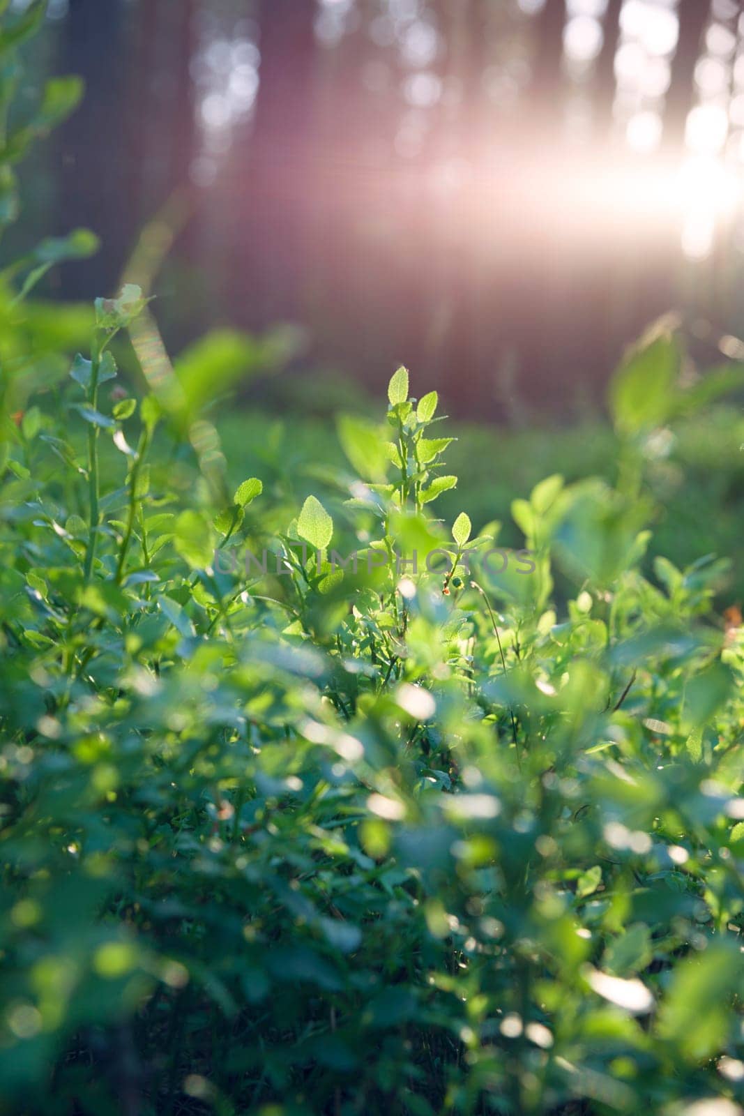 Beautiful sunset in Lithuania forest. Blueberry plant and sun out of focus