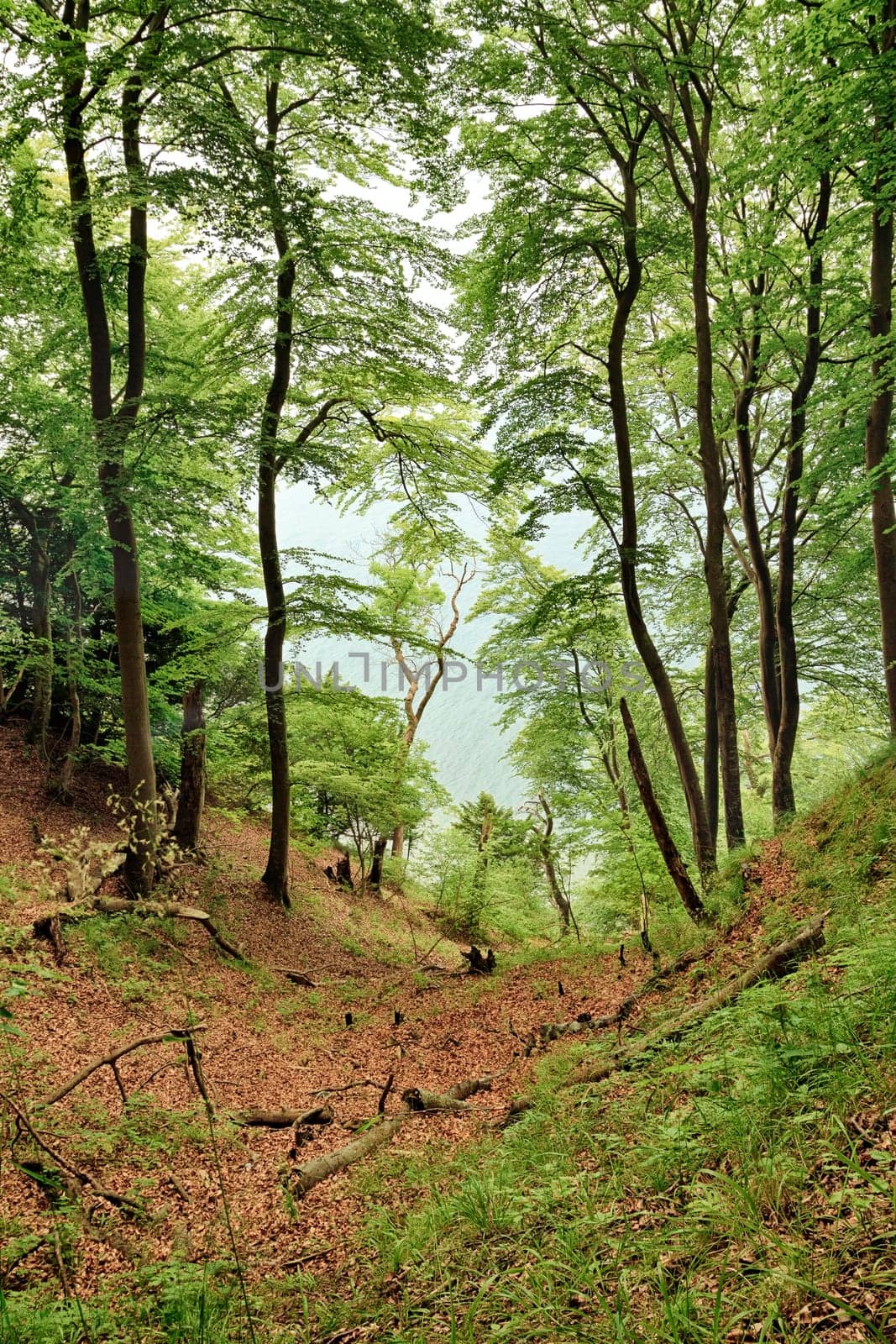 Island of Rügen,forest above the chalk coast