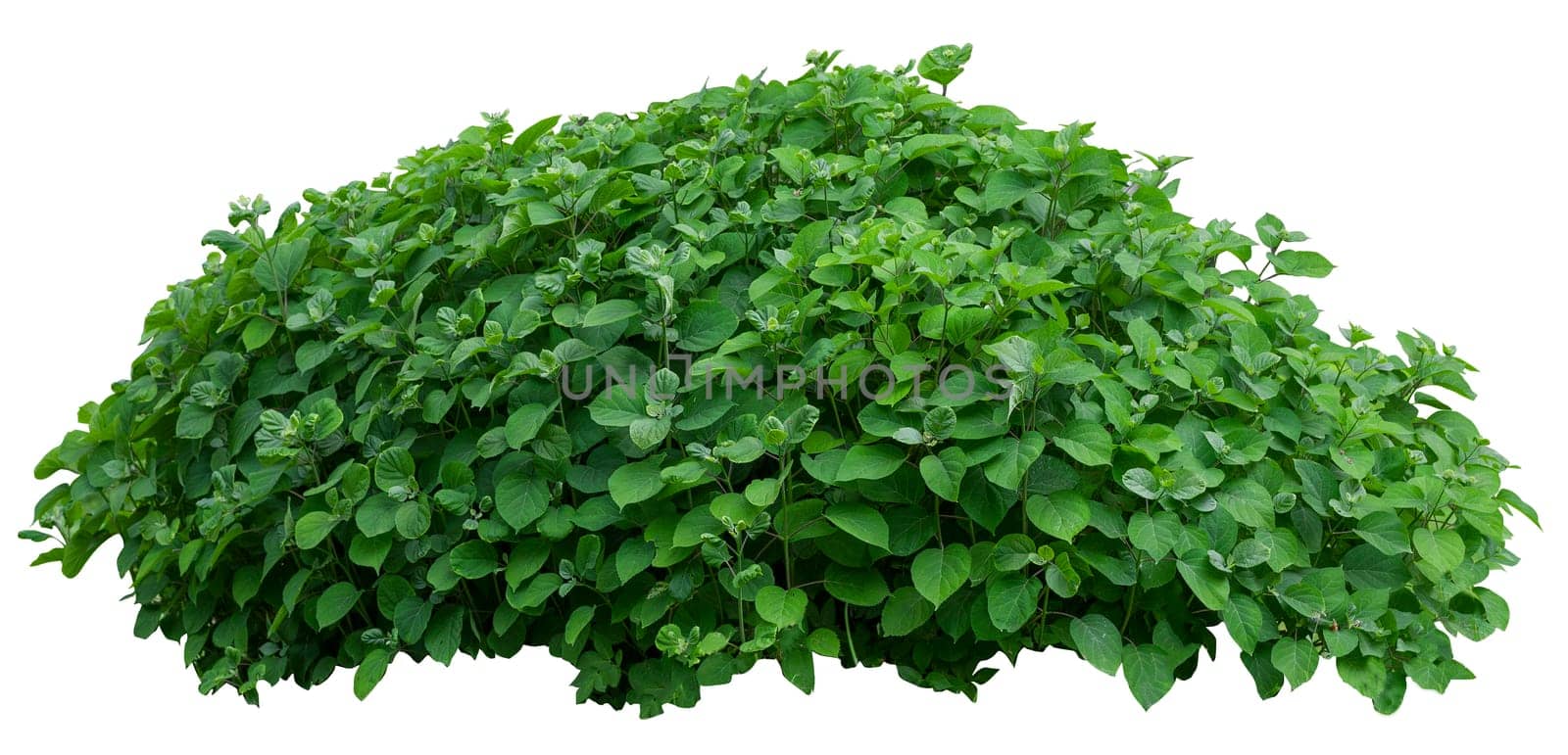 Beautiful green fresh ornamental tree isolated on white background