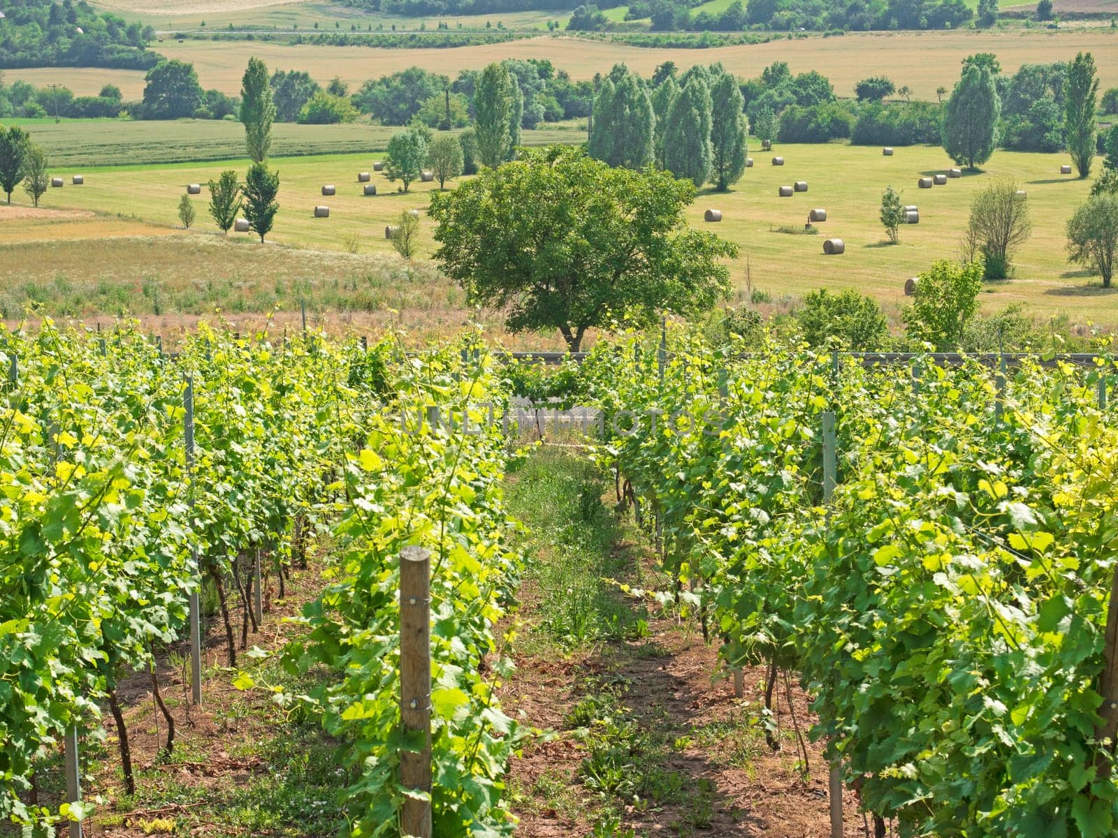 Vines