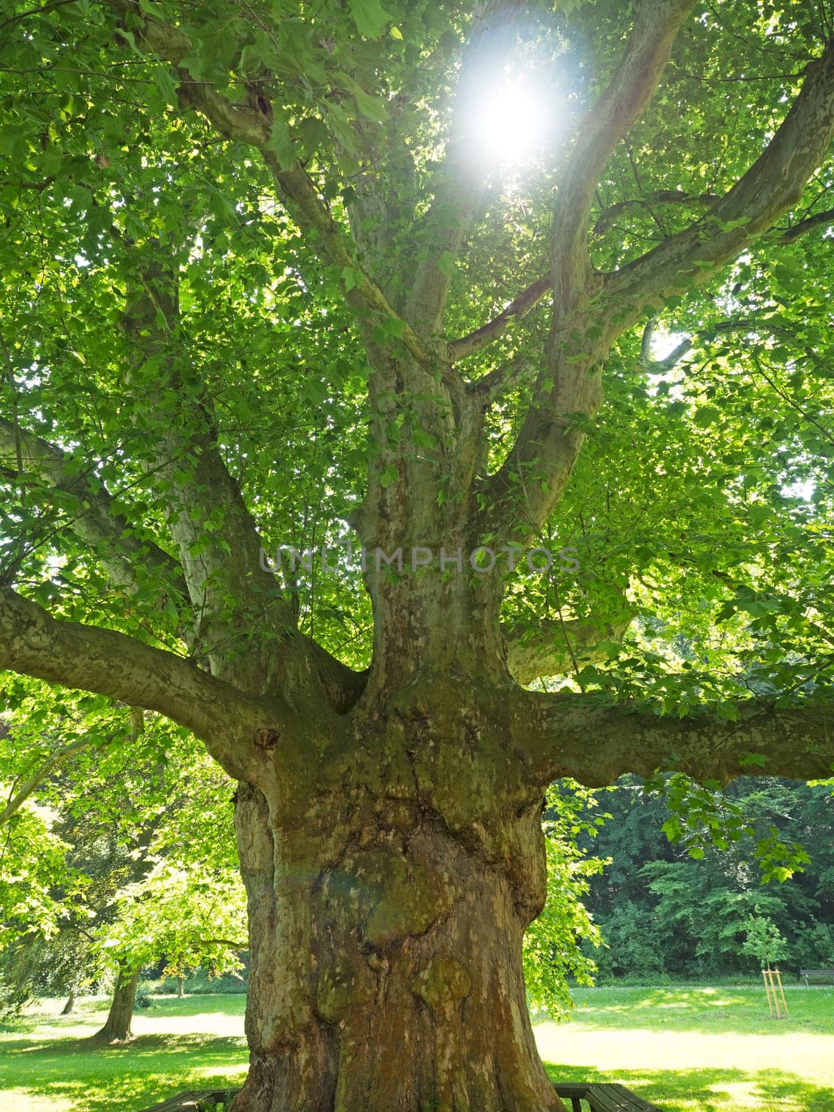old plane trees