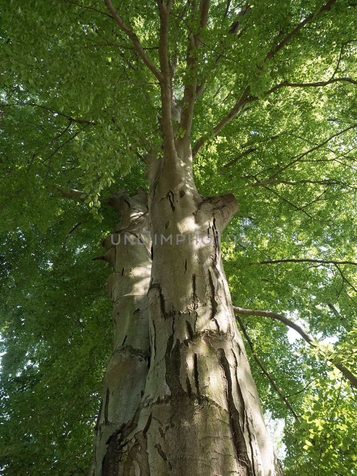 Beech in summer