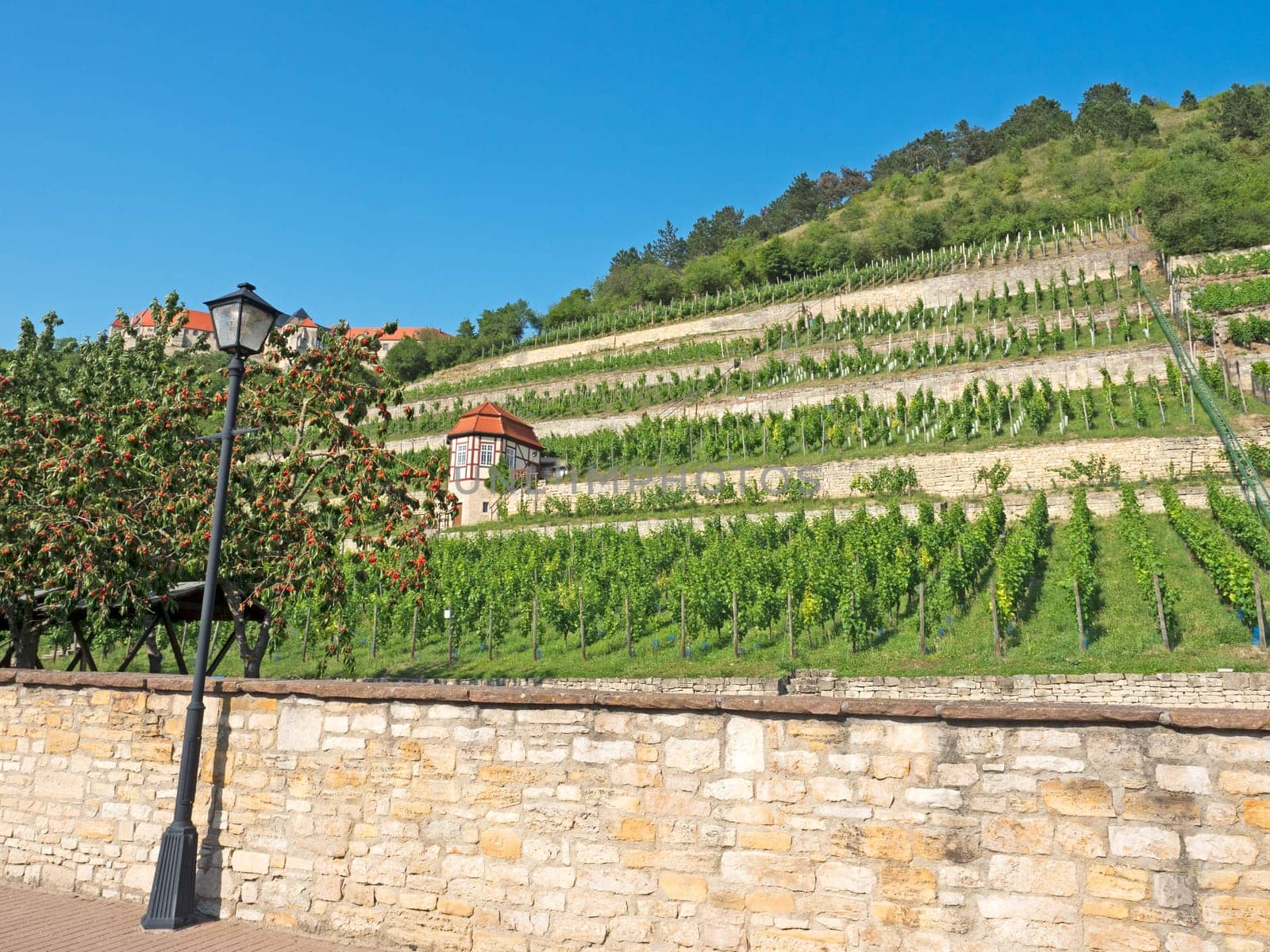 Landscape in the wine-growing region Saale-Unstrut