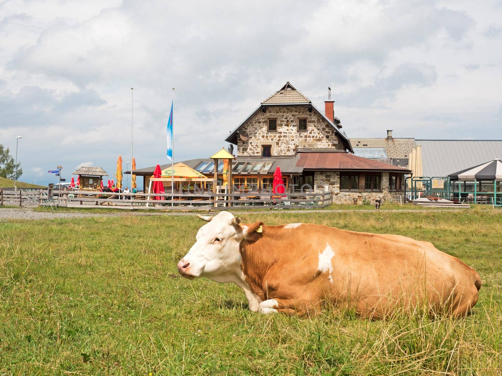 Cow in front of farm