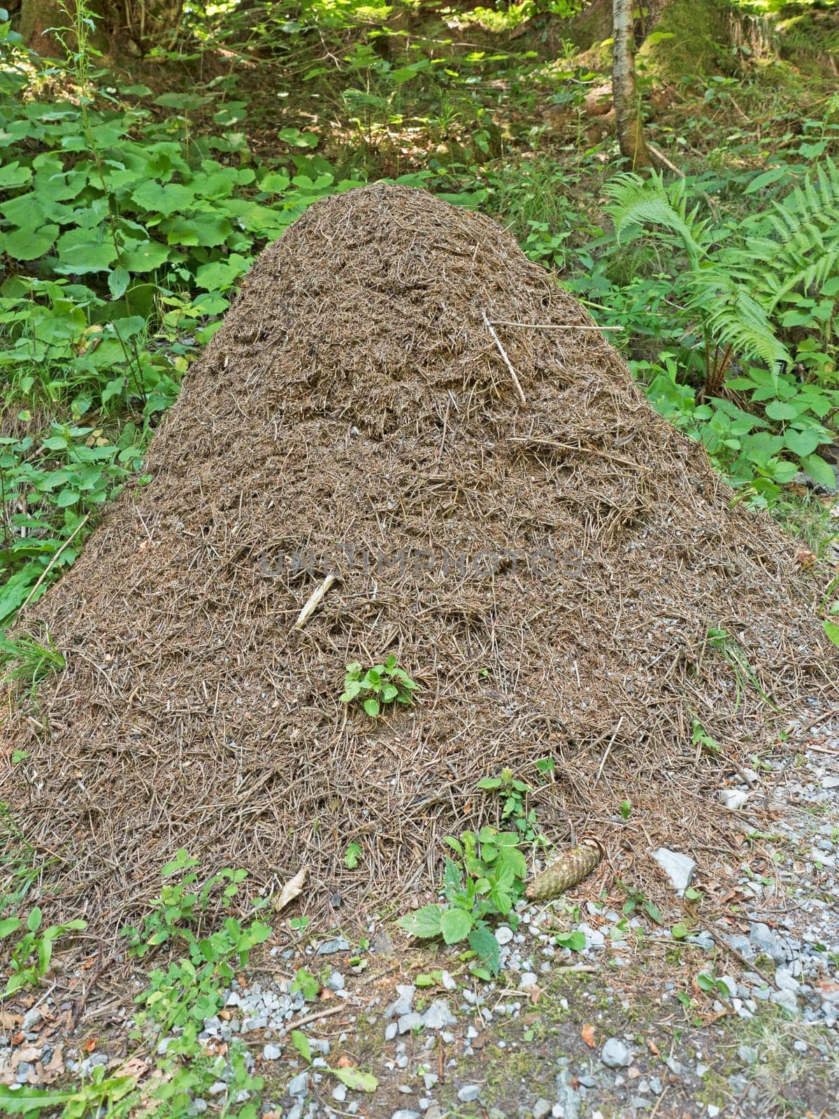Anthill
