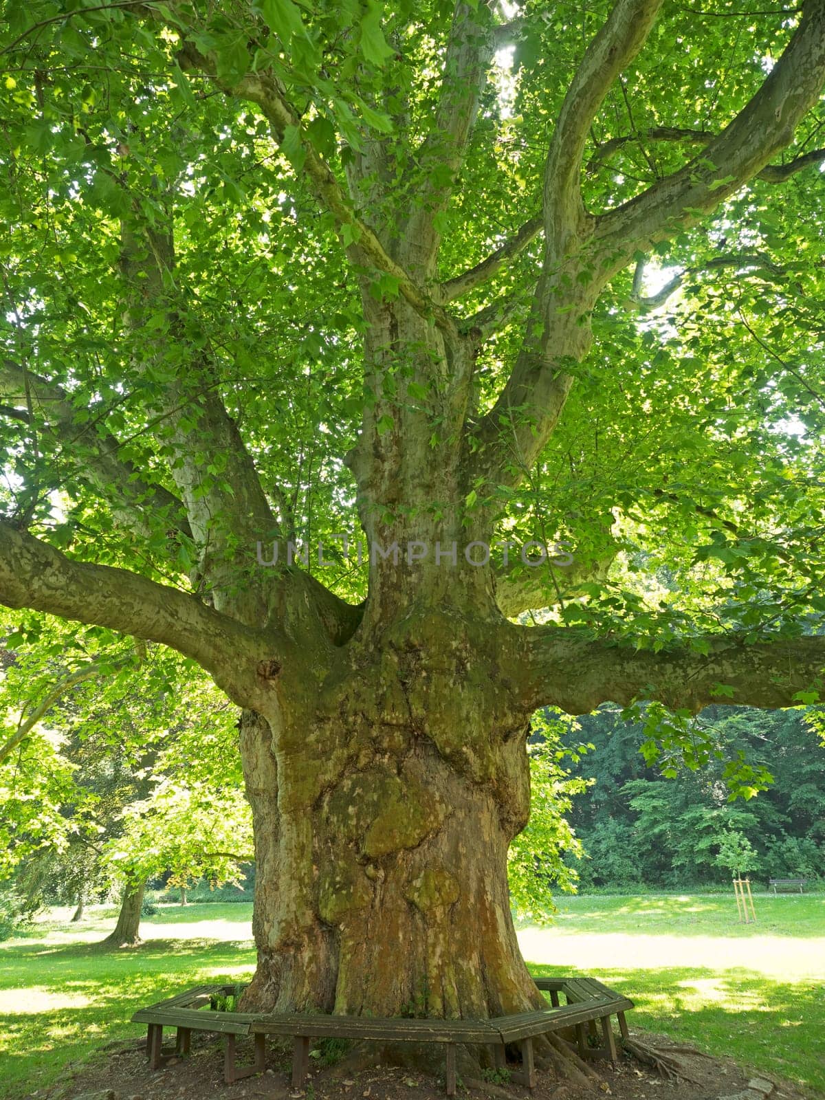 old plane trees