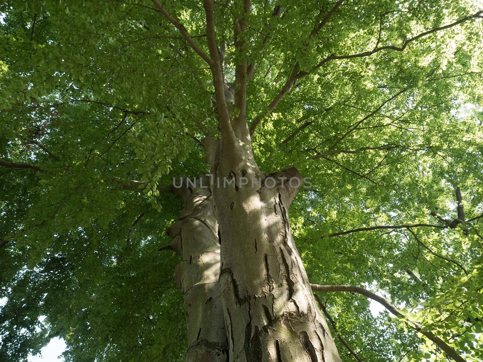 Beech in summer