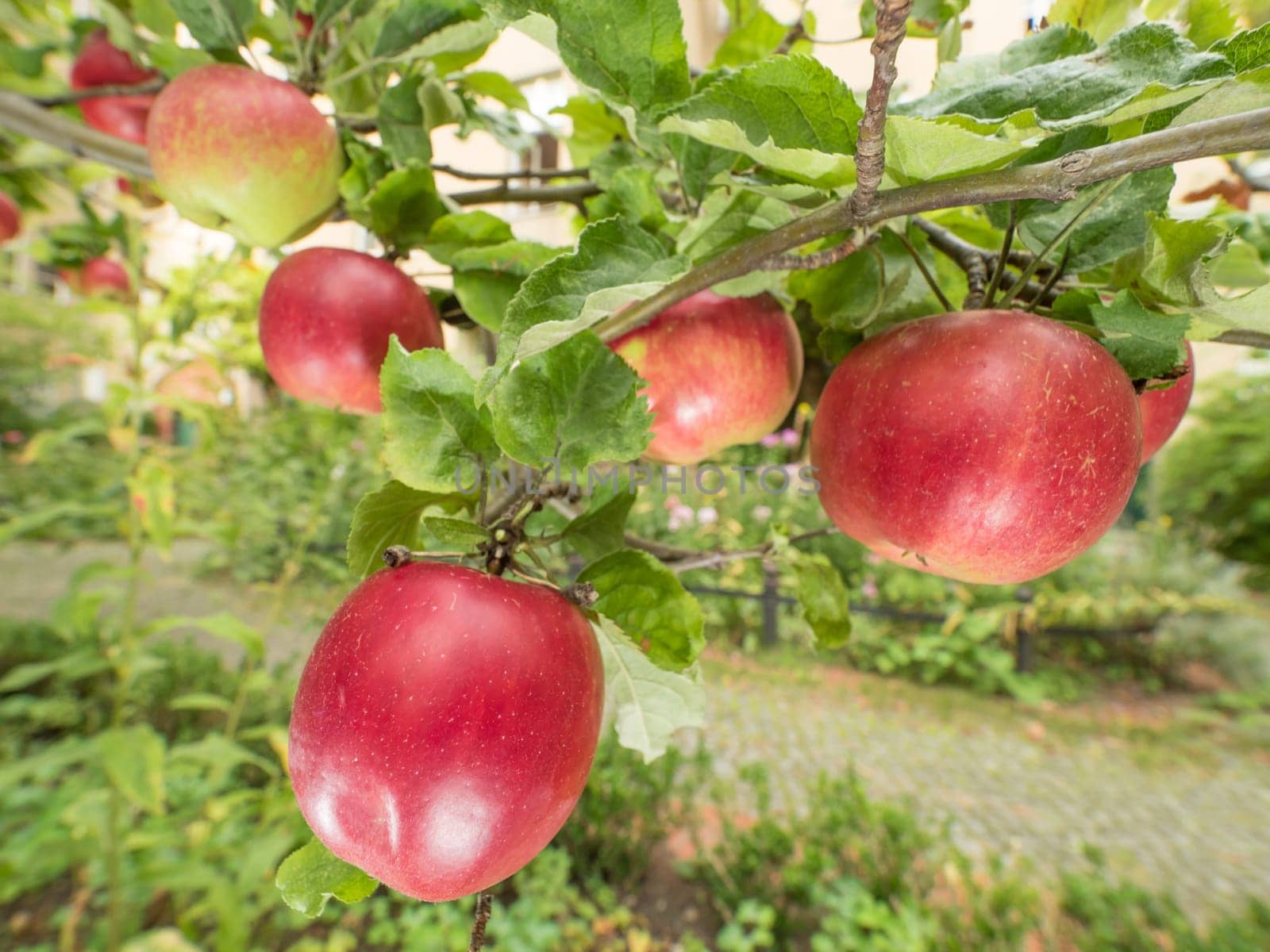 Apples on the tree