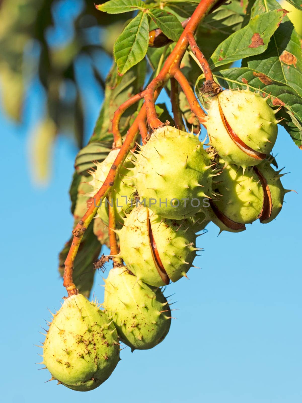 ripe chestnuts on the tree