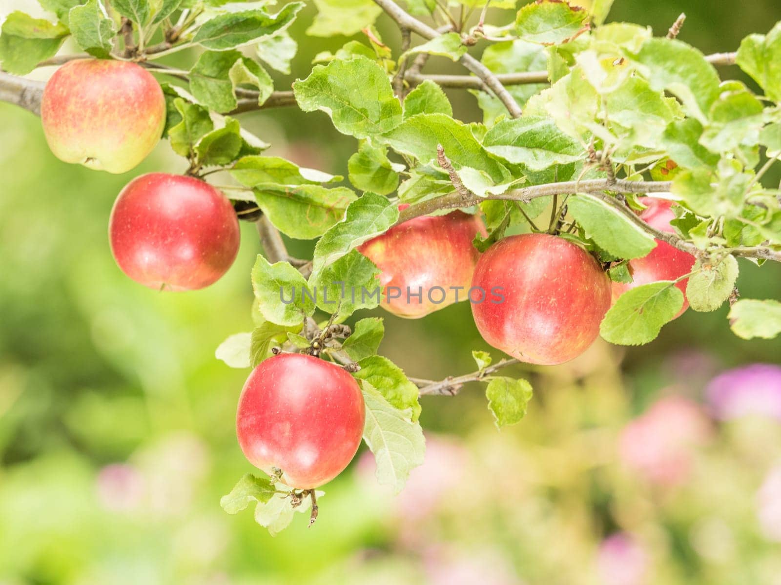 Apples on the tree