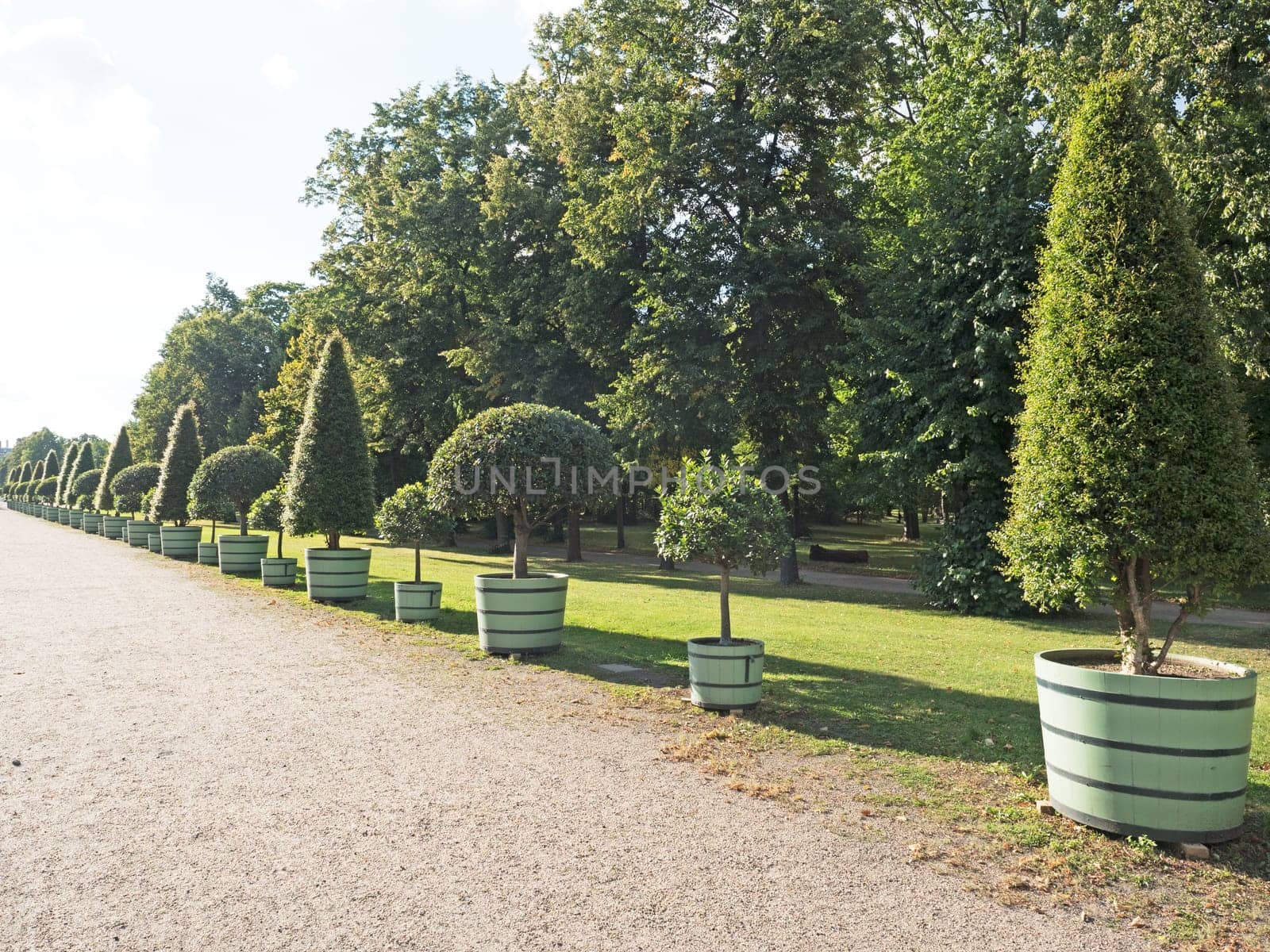 Potted plants in diagonal row