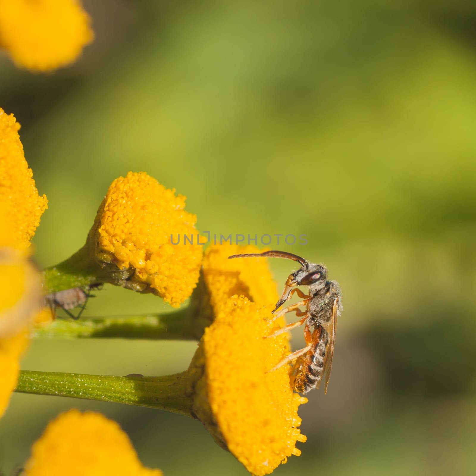 Macro of a grey sweat bee on a wild tansy flower.