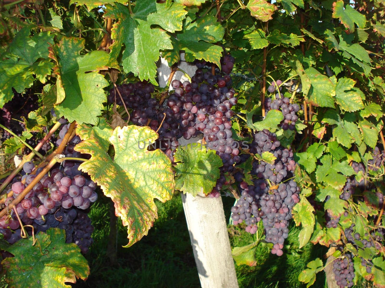 The harvest is also called autumn. In South Tyrol,people also speak of Törggelen