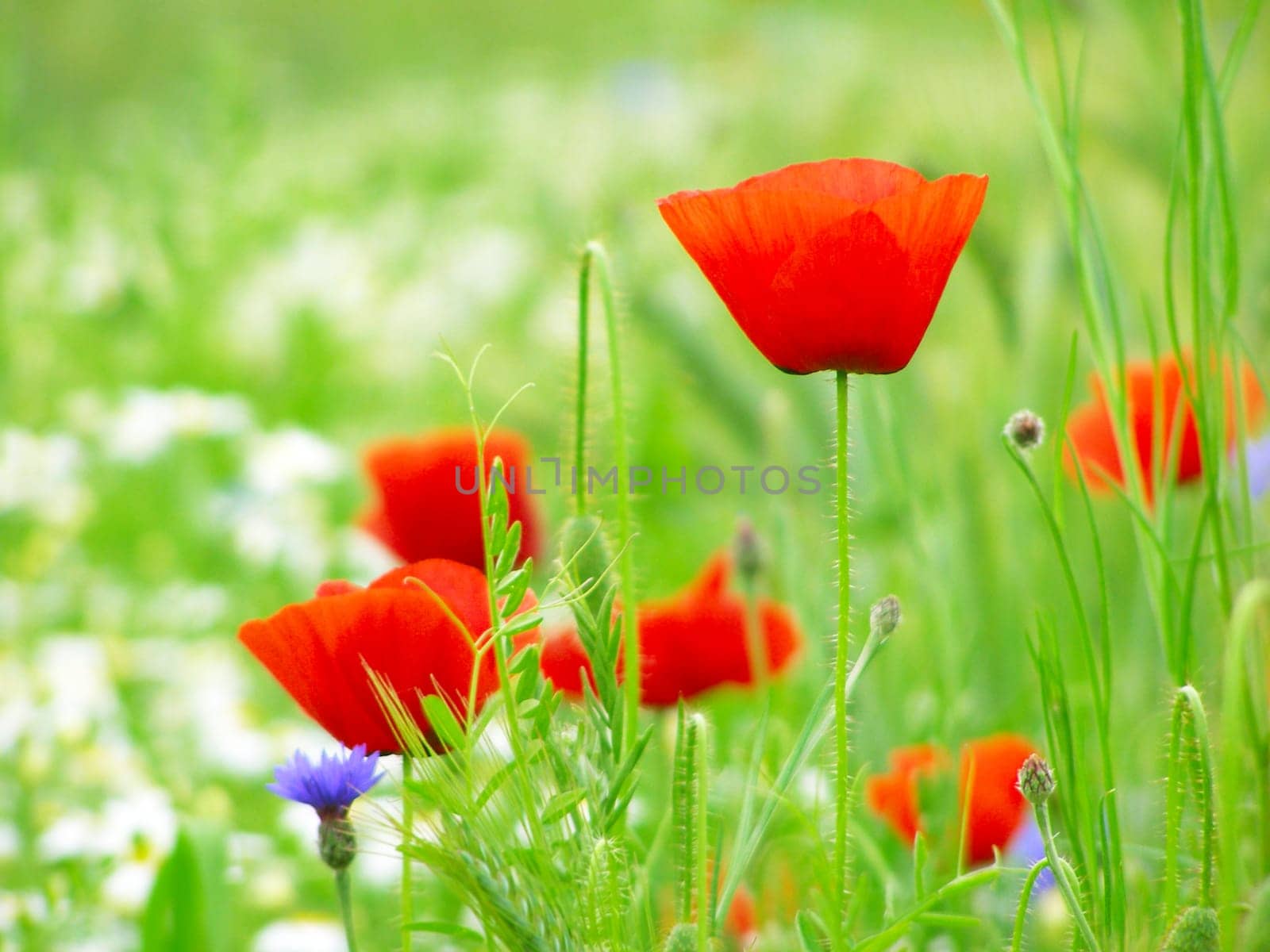Summer field of red poppies and wild flowers