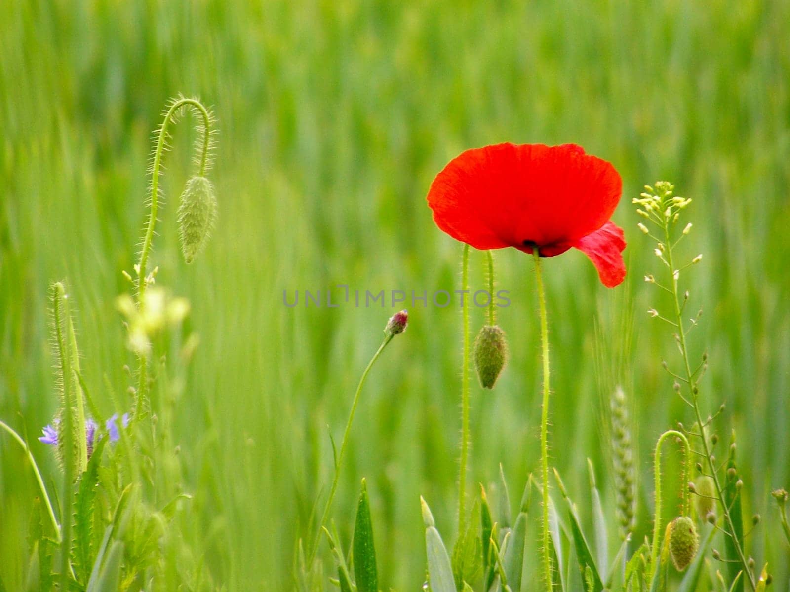 Summer field of red poppies and wild flowers