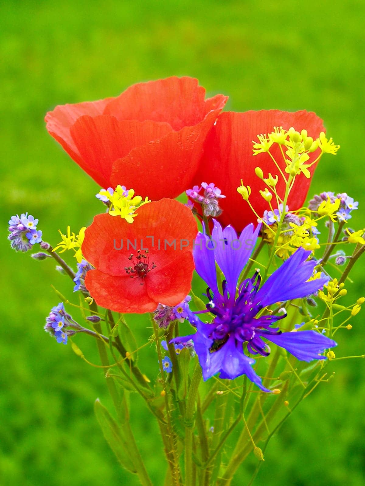 Summer field of red poppies and wild flowers
