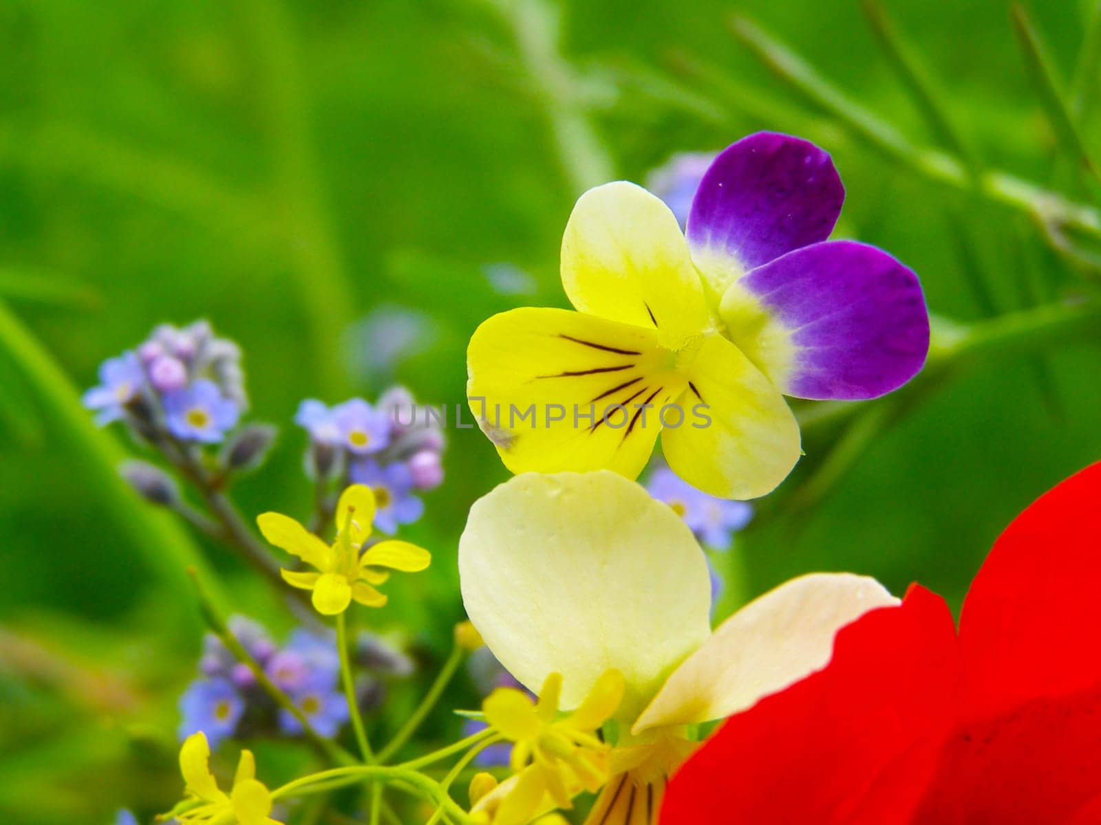 Summer field of red poppies and wild flowers