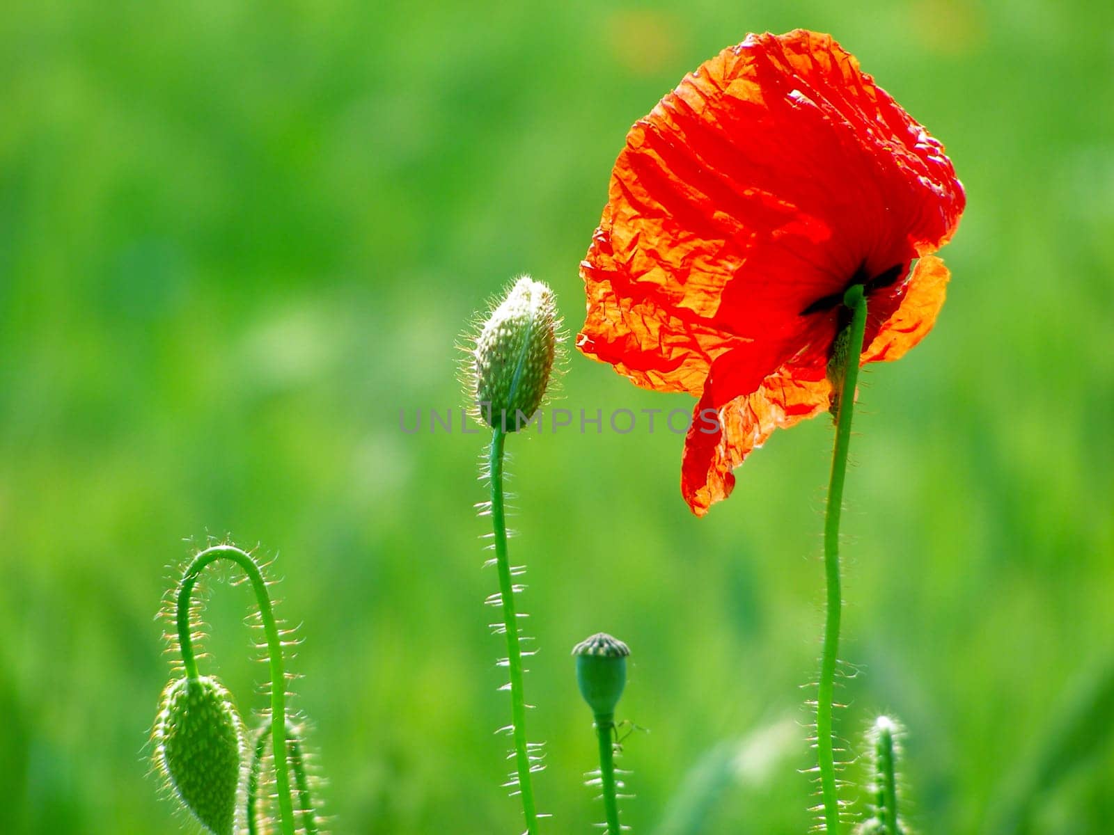Summer field of red poppies and wild flowers