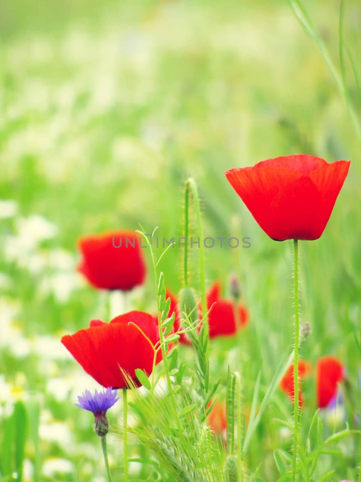 Summer field of red poppies and wild flowers