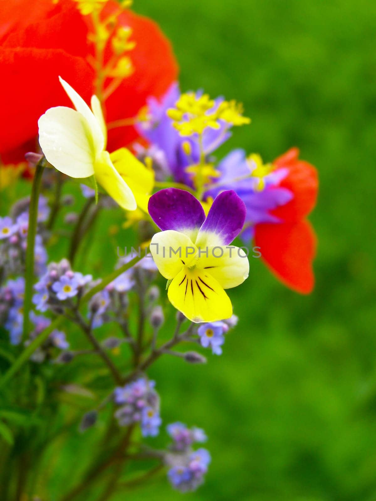 Summer field of red poppies and wild flowers