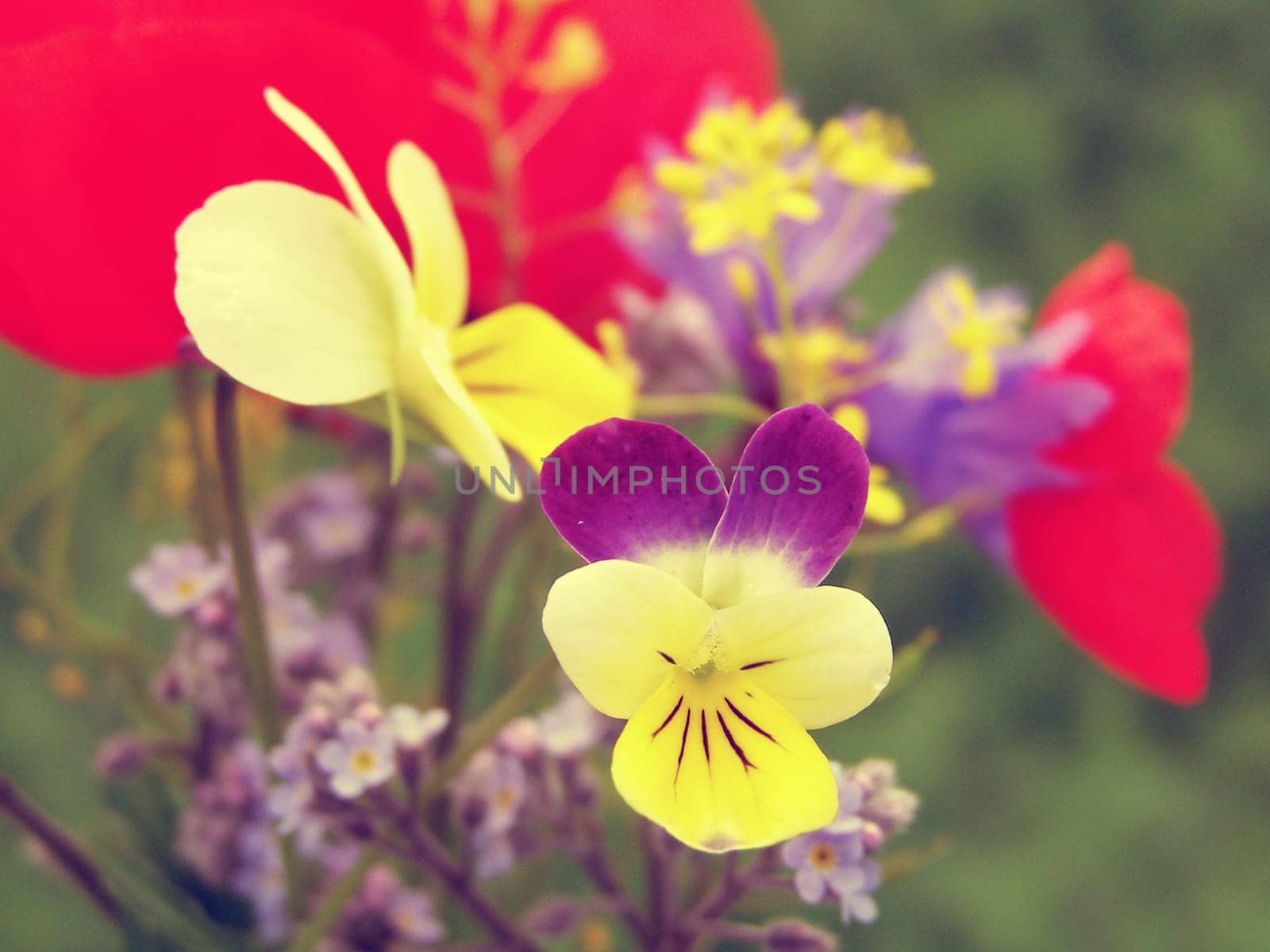 Summer field of red poppies and wild flowers