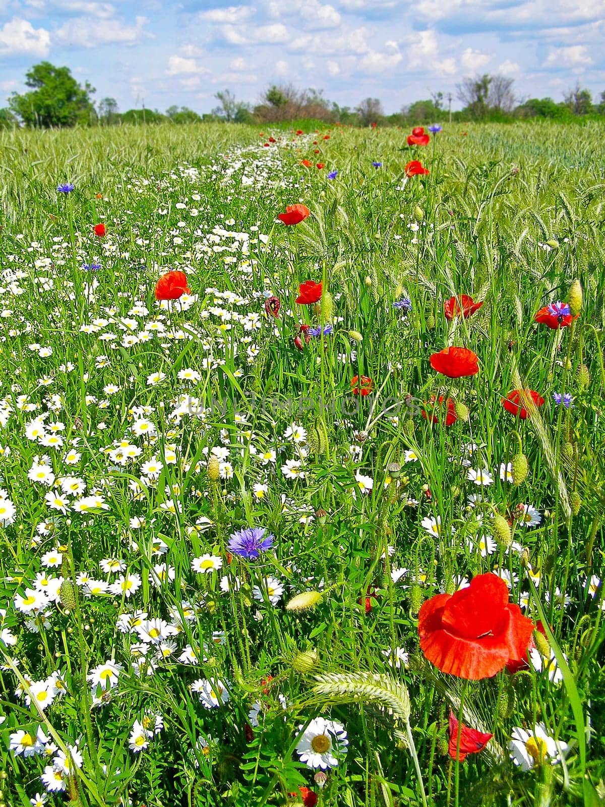Summer field of red poppies and wild flowers