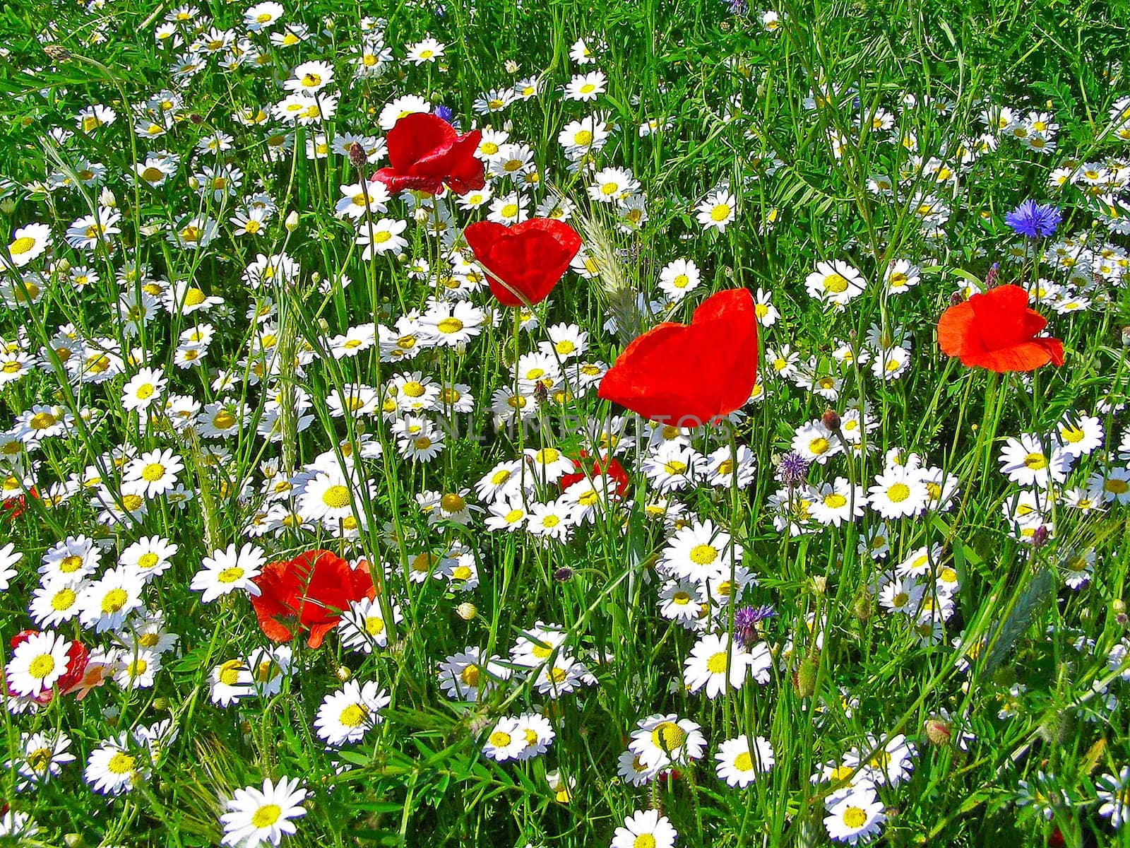 Summer field of red poppies and wild flowers