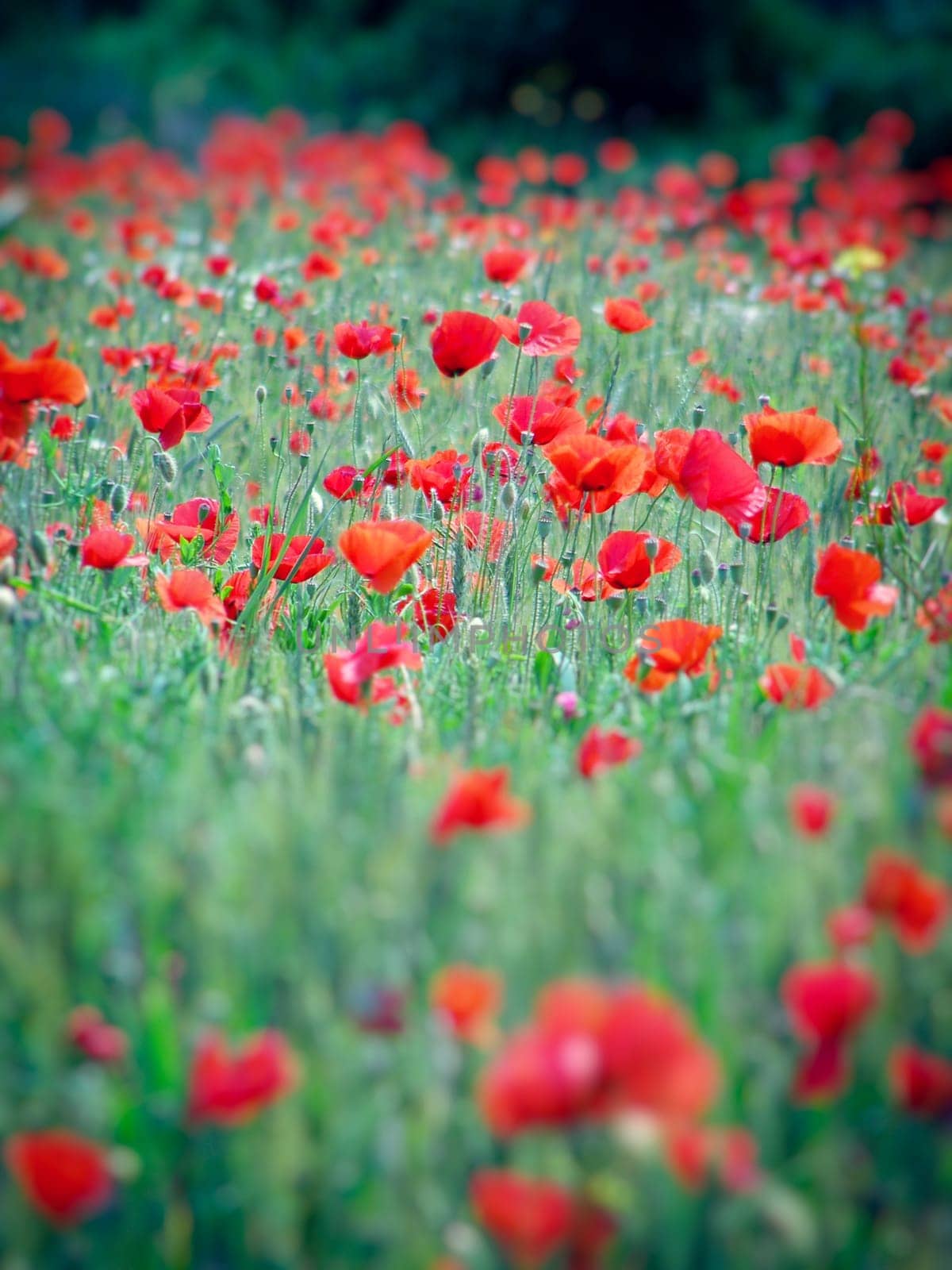 Summer field of red poppies and wild flowers