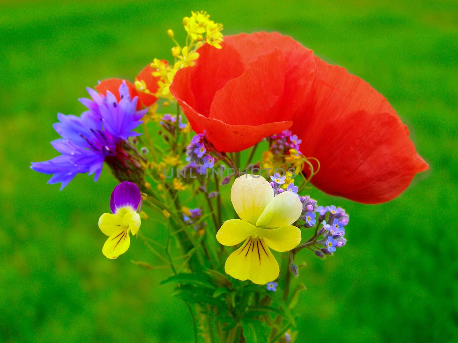 Summer field of red poppies and wild flowers