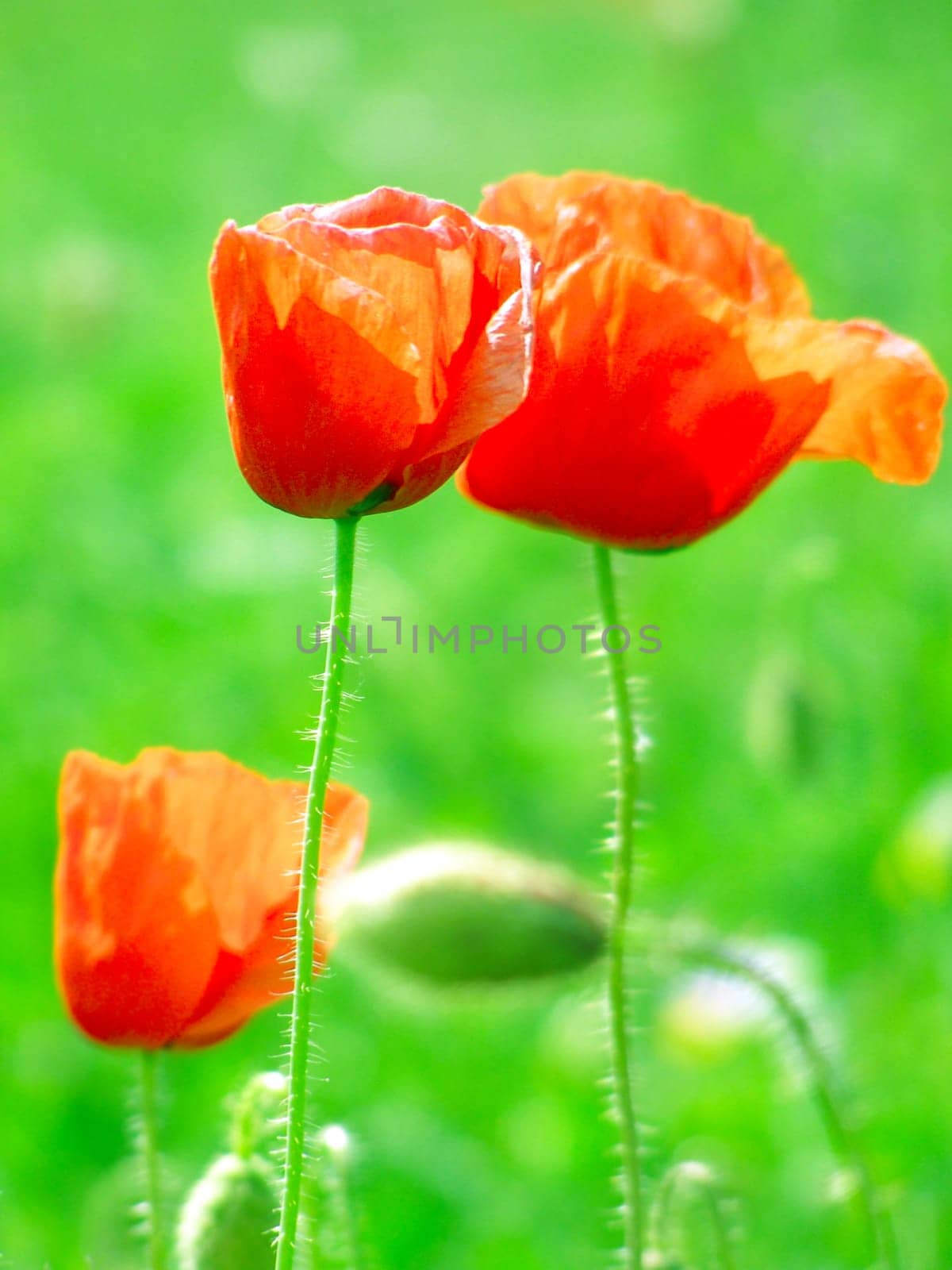 Summer field of red poppies and wild flowers