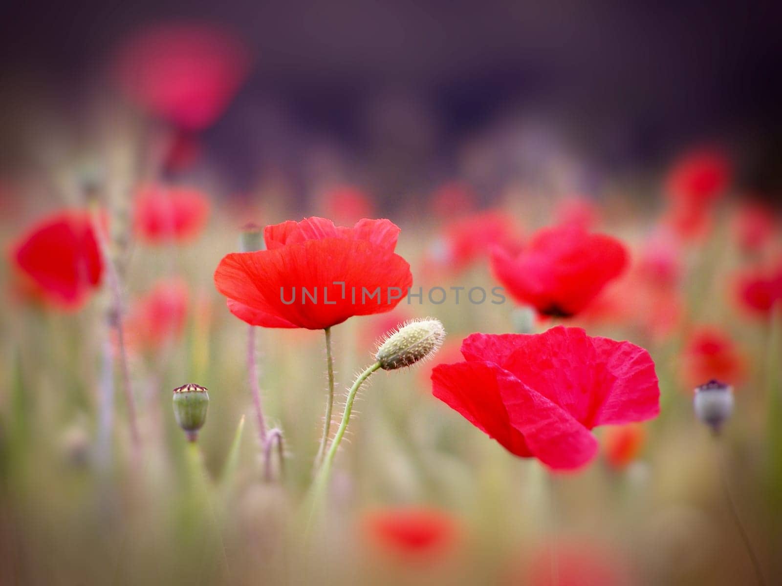 Summer field of red poppies and wild flowers