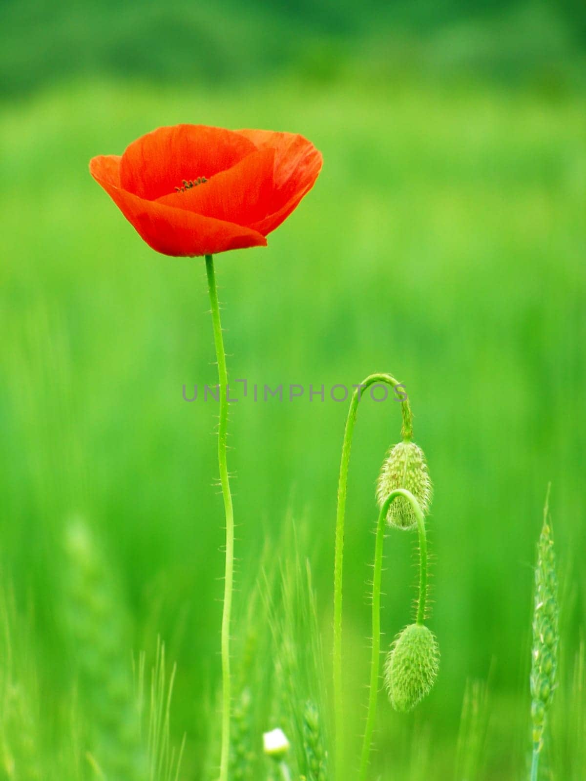 Summer field of red poppies and wild flowers