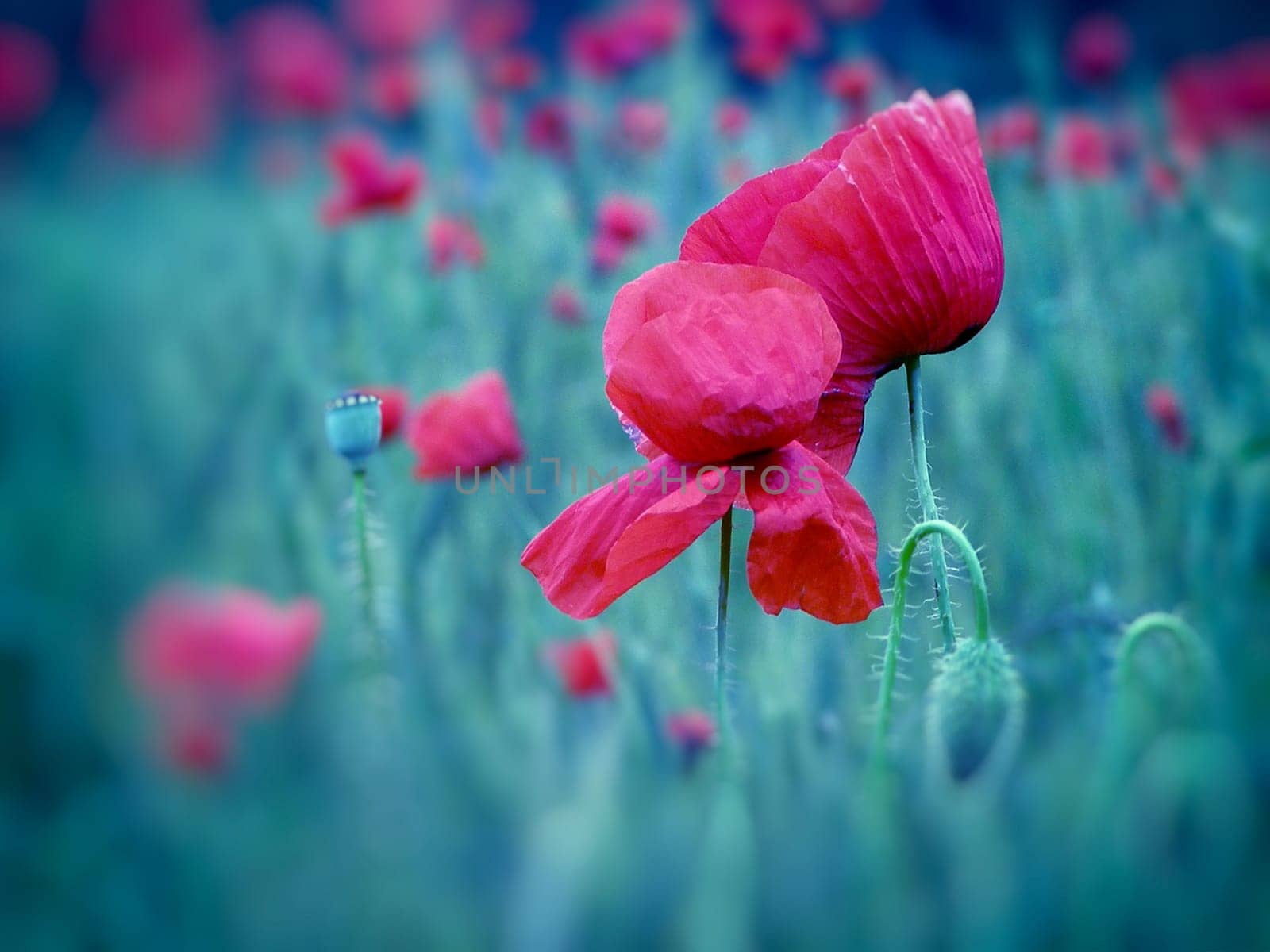 Summer field of red poppies and wild flowers
