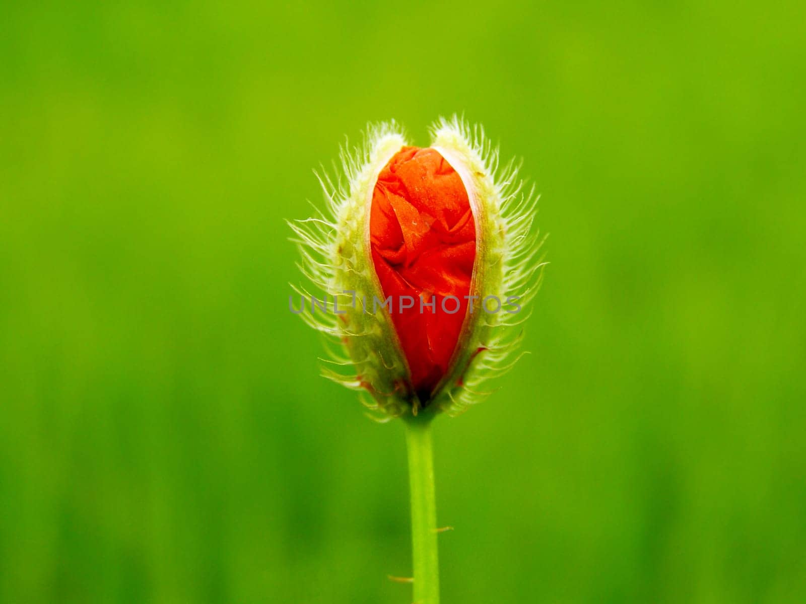 Summer field of red poppies and wild flowers